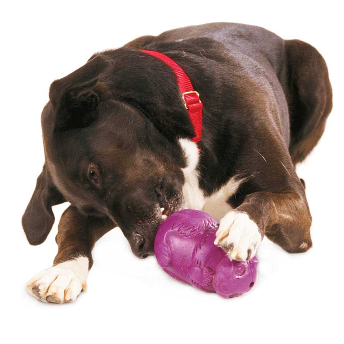 Busy Buddy Squirrel Dude Dog Toy