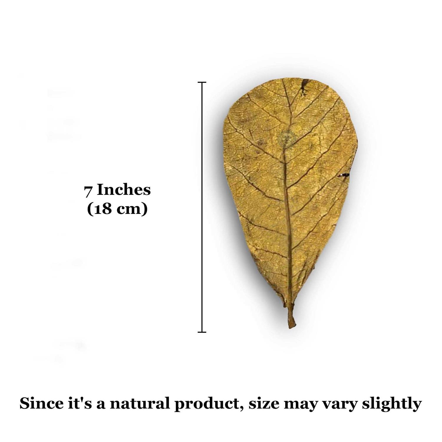 SunGrow Hermit Crab & Snail Catappa Leaves