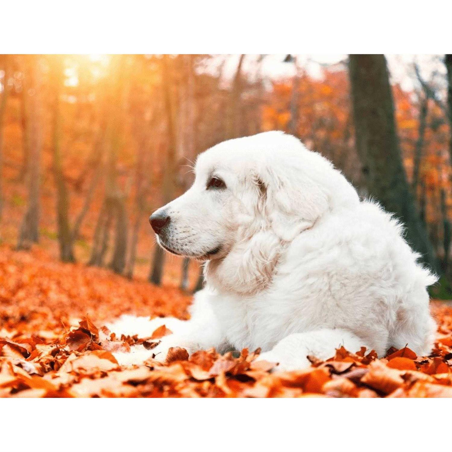 Pet Vitamin Co Krill Oil Shed-Free Soft Chews for Dogs