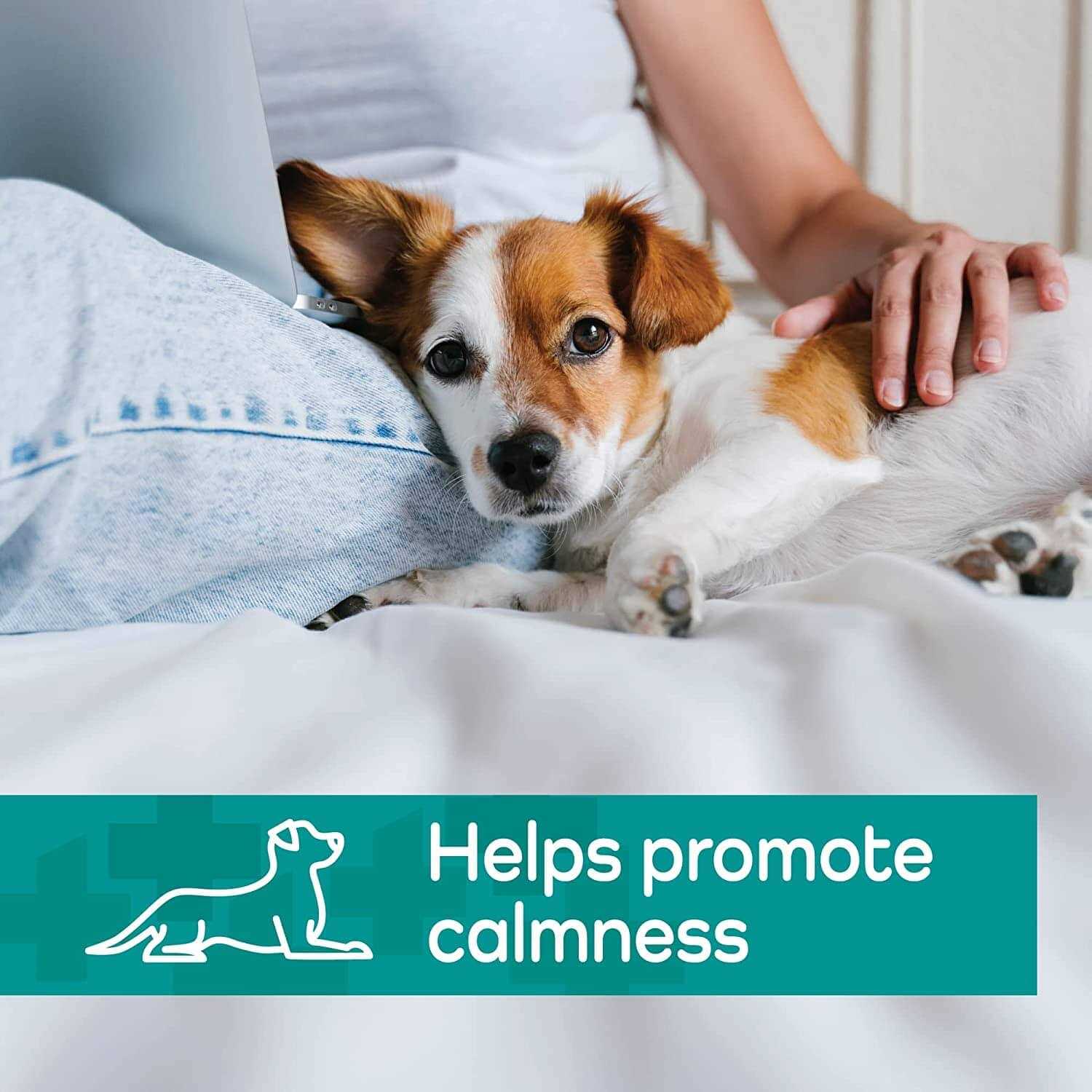 Vetality Hemp Helpers Collar for Dogs