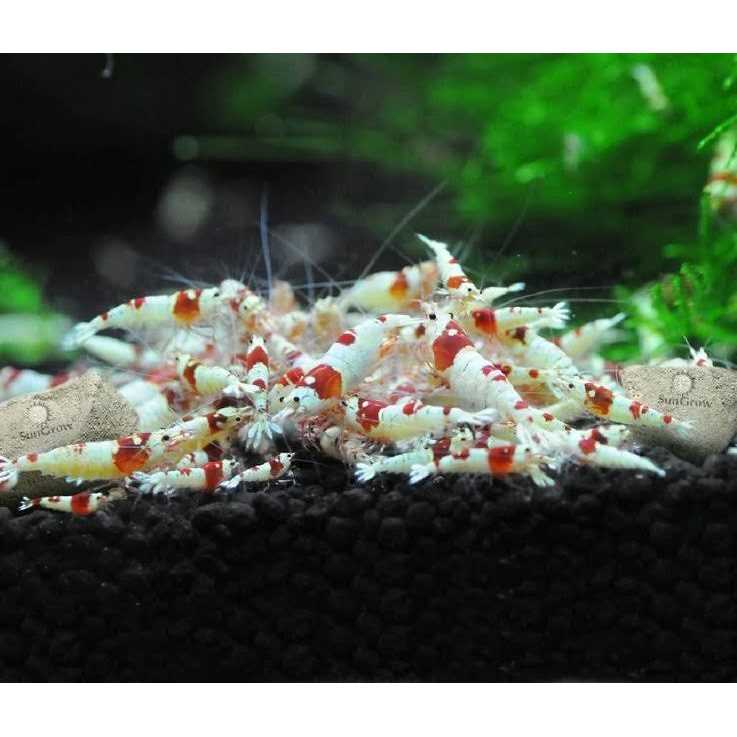 Sungrow Shrimp Mineral Rocks for Molting