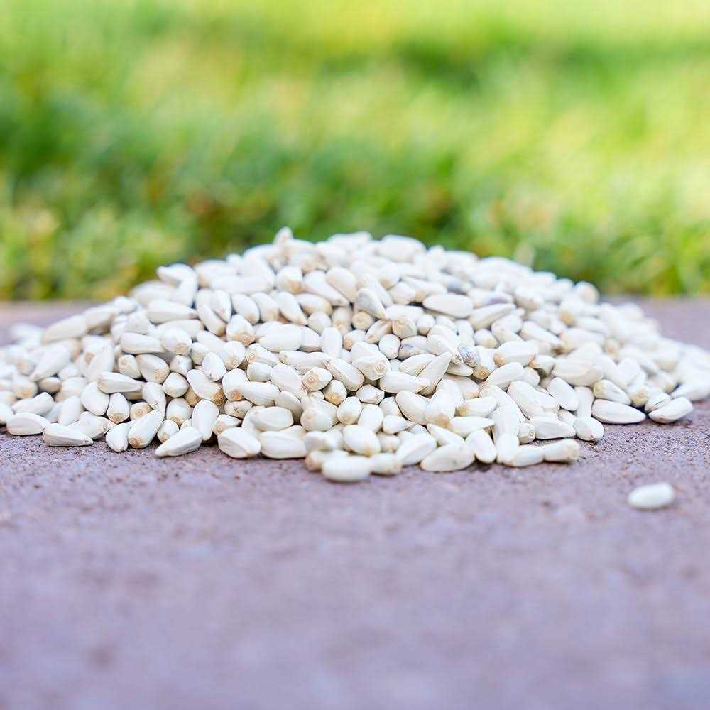 Desert Valley Supply Desert Valley Premium Safflower Seeds Wild Bird Food