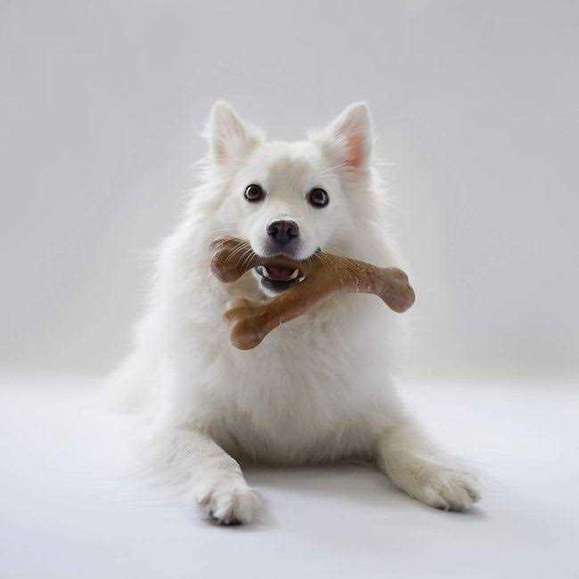 Lumabone Durable Chew Toys