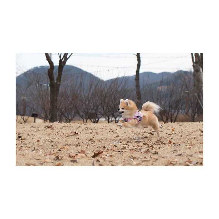 Puppia Junior Harness B