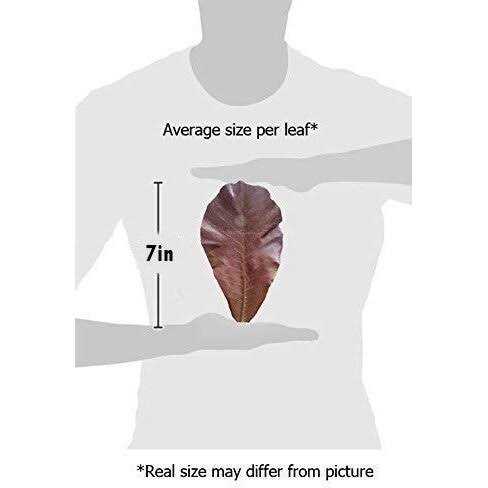 SunGrow Hermit Crab & Snail Catappa Leaves