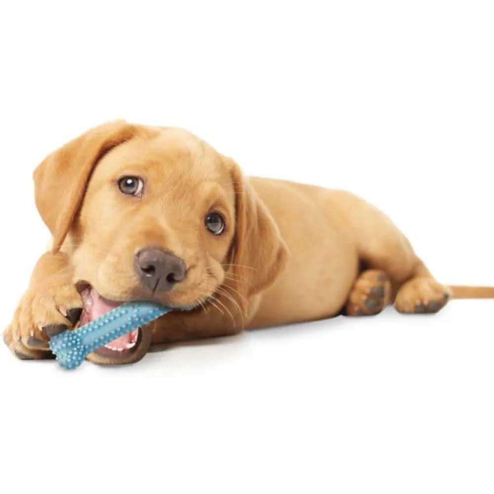 Nylabone Puppy Dental Chew Toy