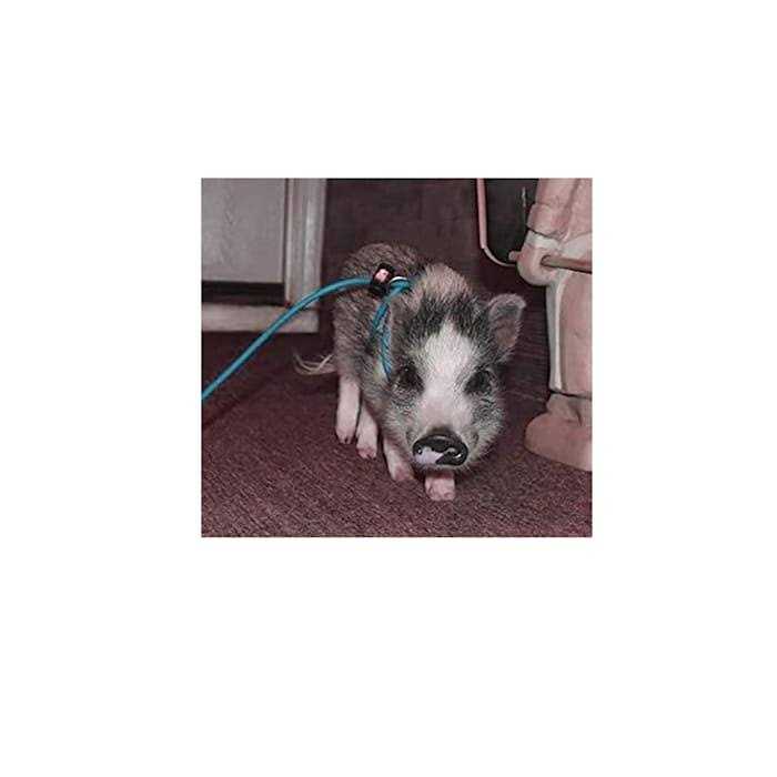 Piggy Poo and Crew Adjustable Mini Pig Harness and Leash