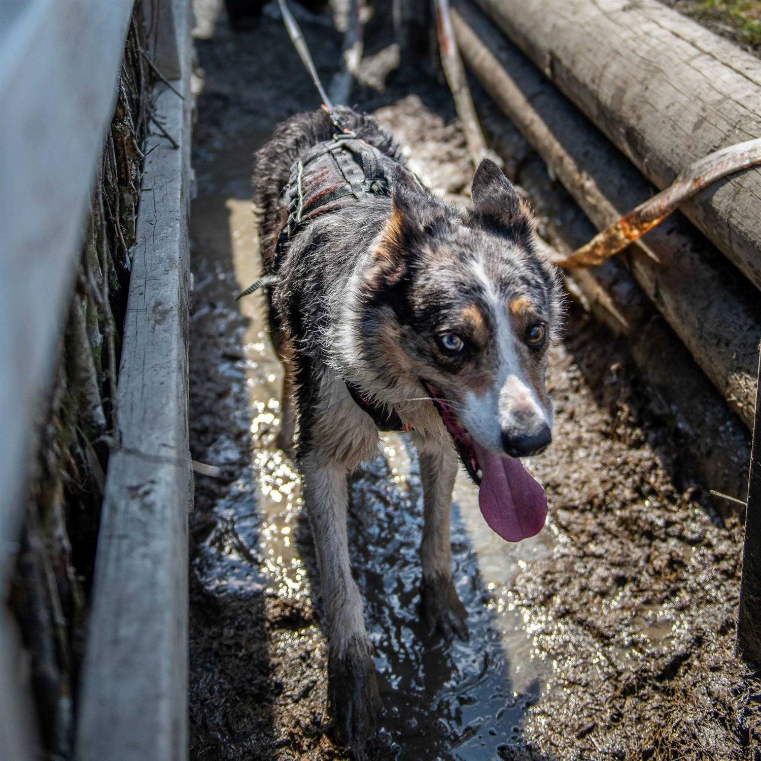Non-stop dogwear Rock harness long