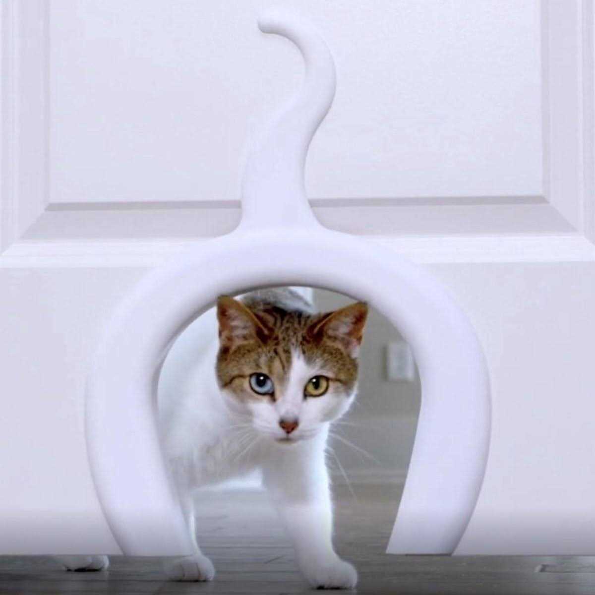 PetSafe Cat Door Cat Corridor for Interior Doors Adds Privacy, Keeps Dogs Out of Cats Space, Food, and Litter Box or Auto Feeder