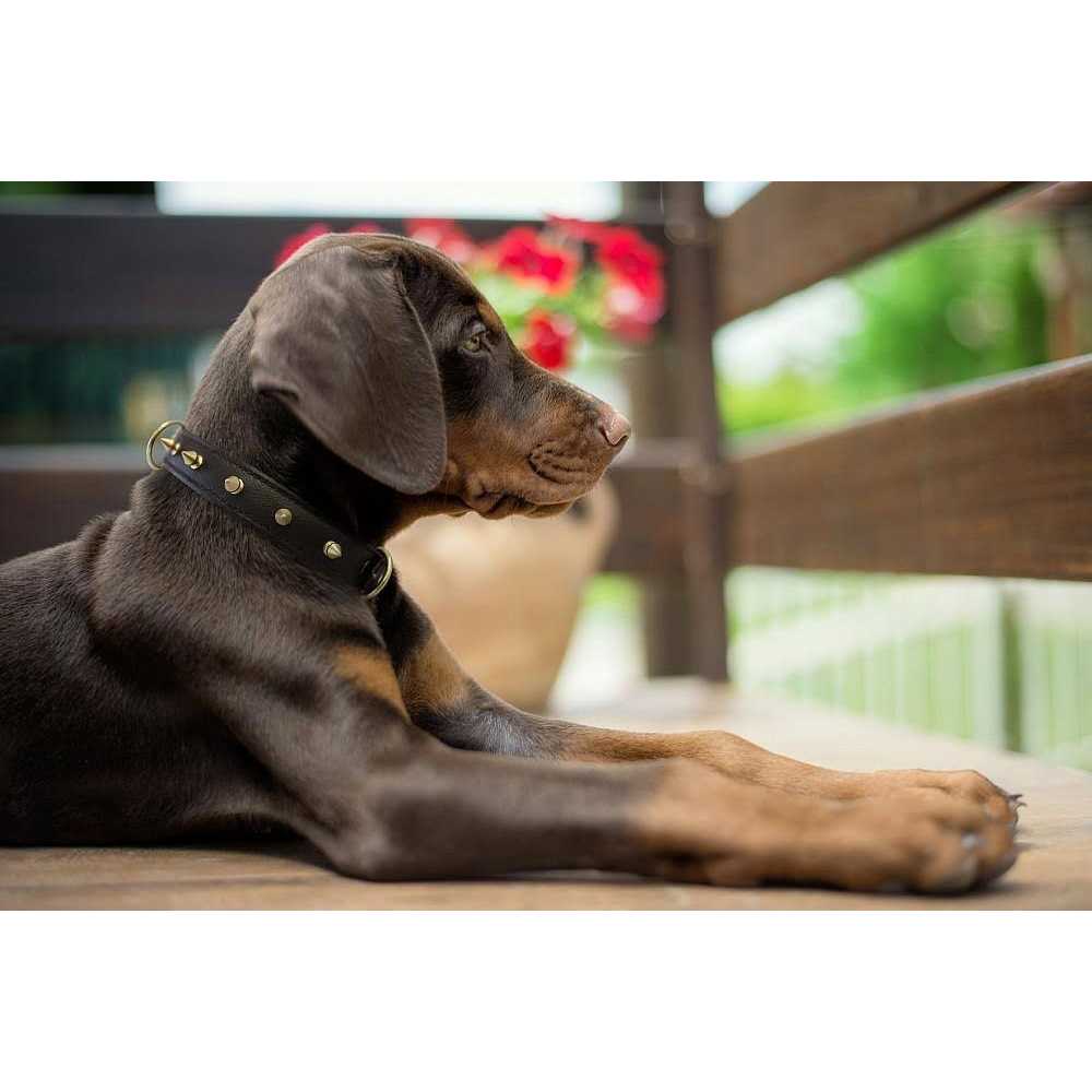 Rotterdam Dog Collar Spiked