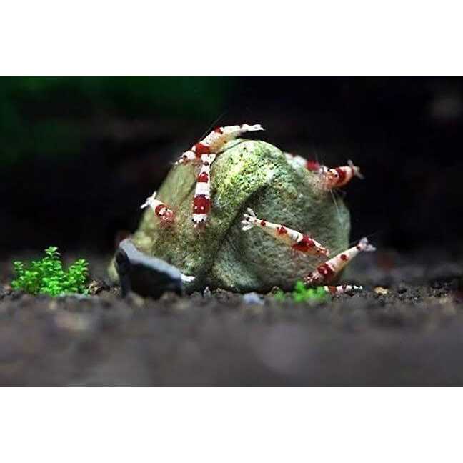 Sungrow Shrimp Mineral Rocks for Molting