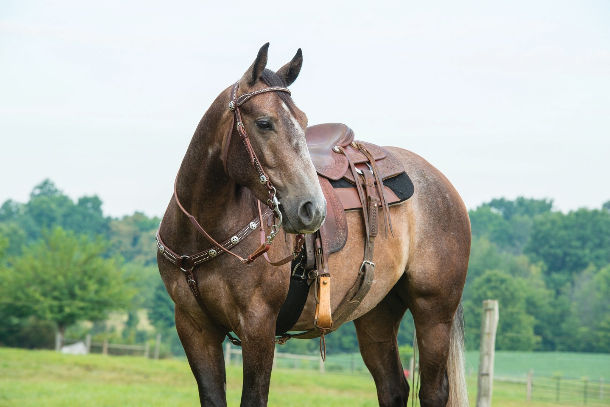 Weaver Leather Texas Star Multi-Concho Tapered BreastCollar