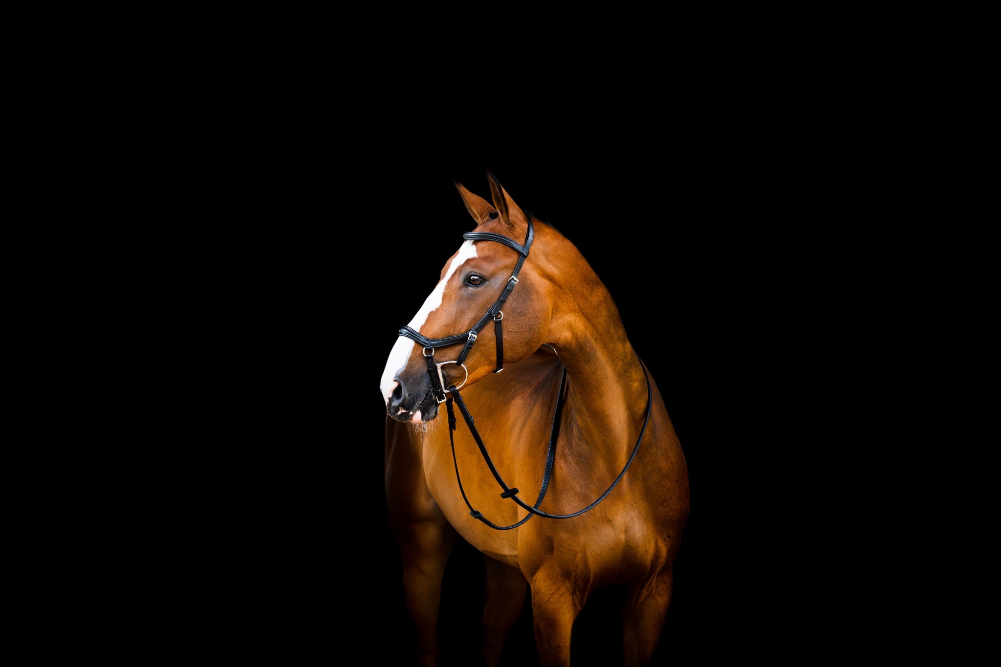 Horseware Micklem Deluxe Competition Bridle with Reins