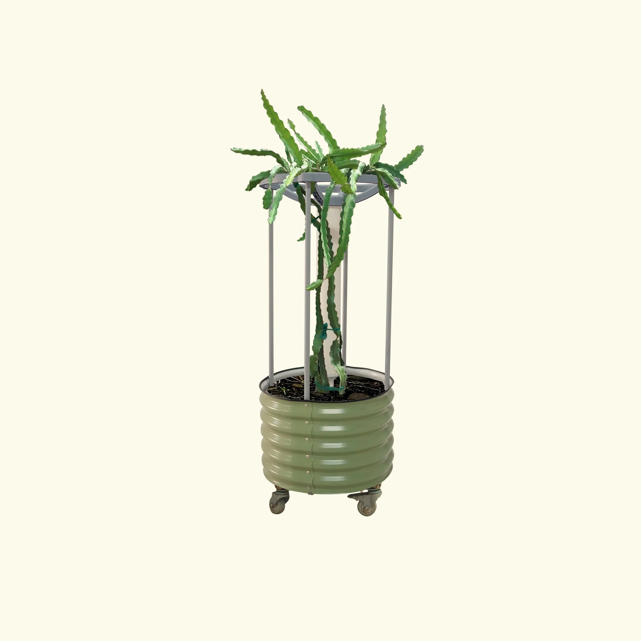 Dragon Fruit Self-Watering Rolling Planter