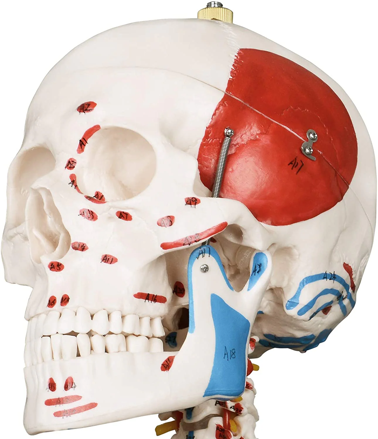 Modèle anatomique du squelette humain 181,5 cm grandeur nature sur roulettes graphique d'enseignement crne ouvrant squelette anatomique modèle médical humain 01_0000313