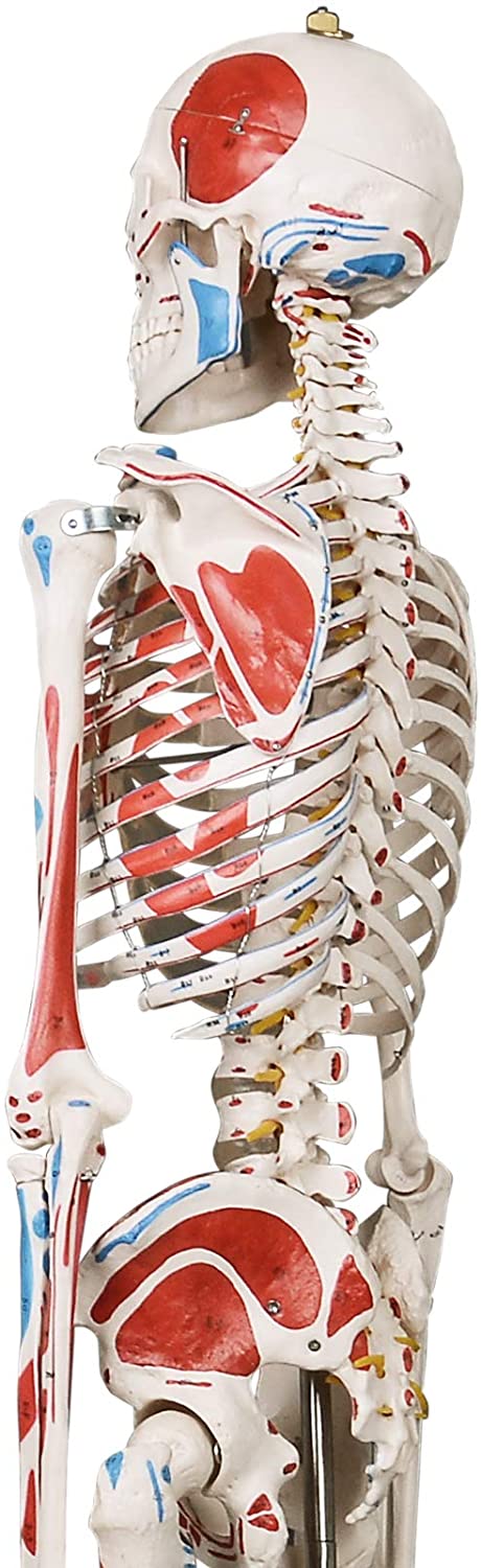 Modèle anatomique du squelette humain 181,5 cm grandeur nature sur roulettes graphique d'enseignement crne ouvrant squelette anatomique modèle médical humain 01_0000313