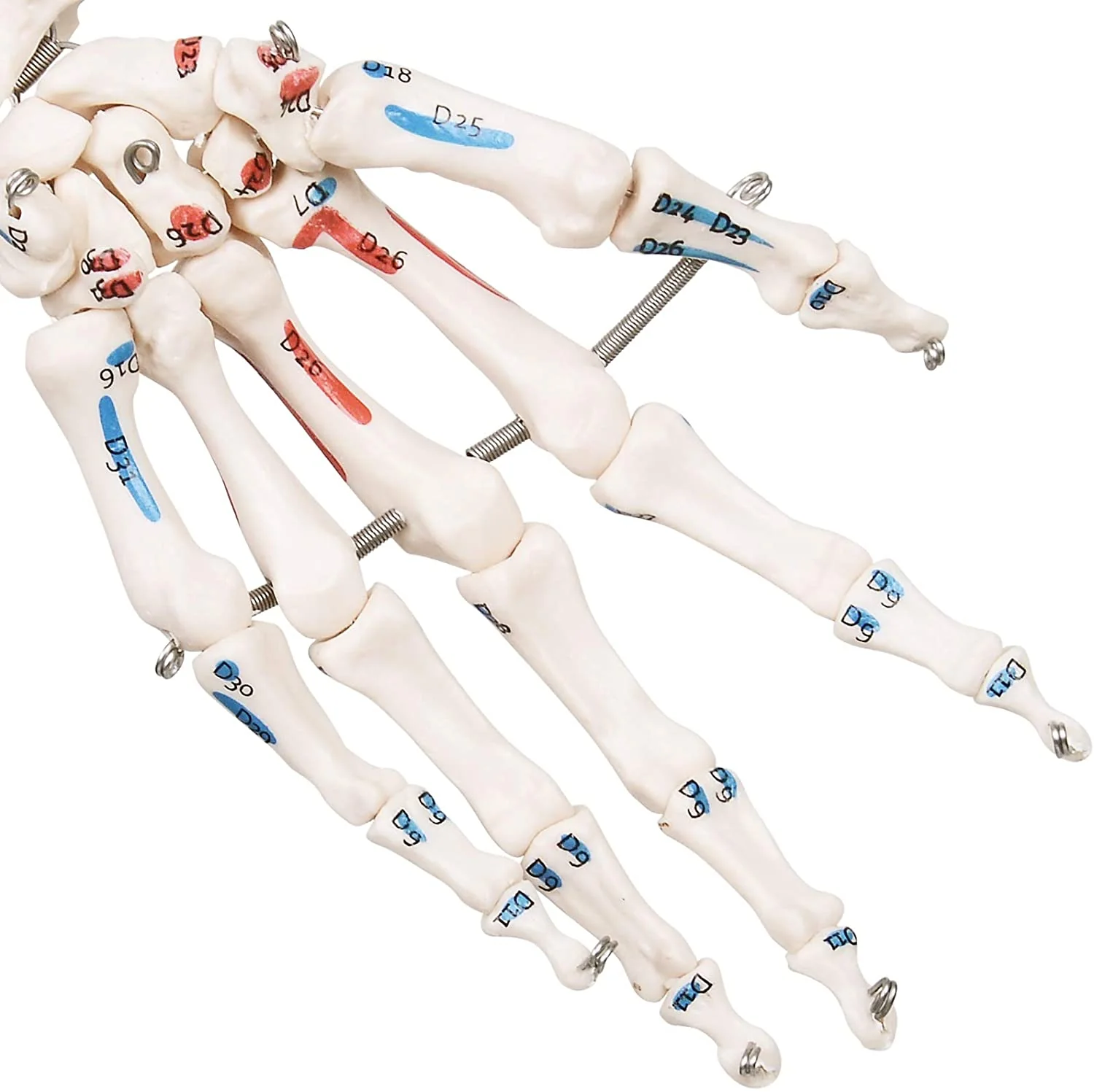 Modèle anatomique du squelette humain 181,5 cm grandeur nature sur roulettes graphique d'enseignement crne ouvrant squelette anatomique modèle médical humain 01_0000313