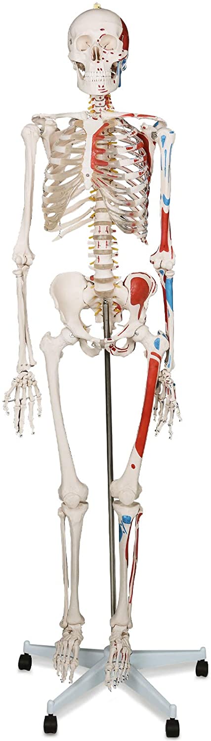 Modèle anatomique du squelette humain 181,5 cm grandeur nature sur roulettes graphique d'enseignement crne ouvrant squelette anatomique modèle médical humain 01_0000313