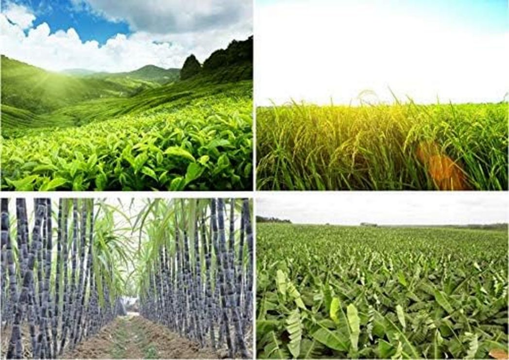 2bebeauty 10L Pulvérisateur agricole à drone Vol automatique Localisation précise Capacité de 10 kg