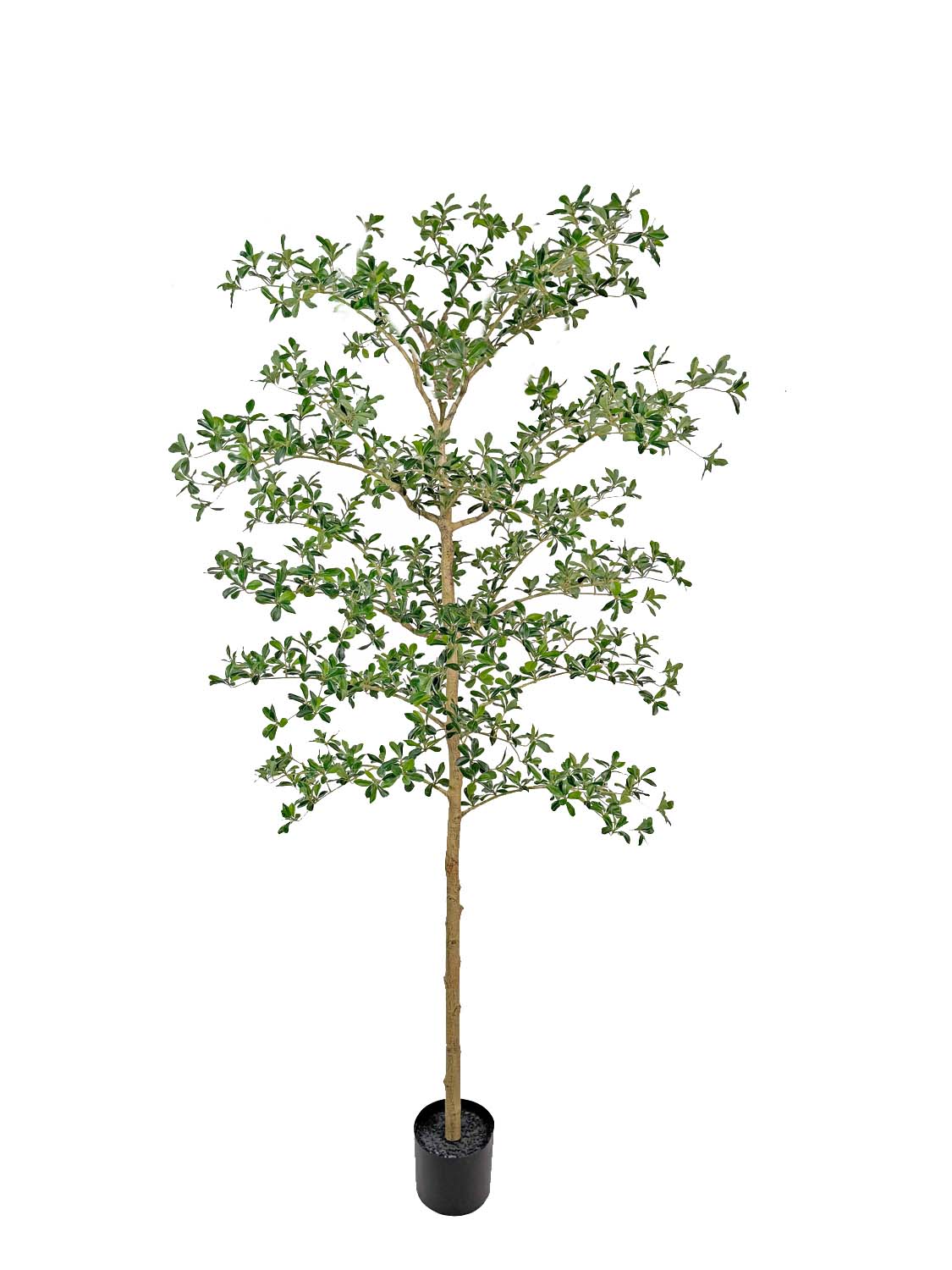 Schwarzer Olivenbaum shady lady